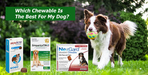 Best Chewables For Flea and Tick Prevention For Dogs (**And Where To Get the Best Price!)